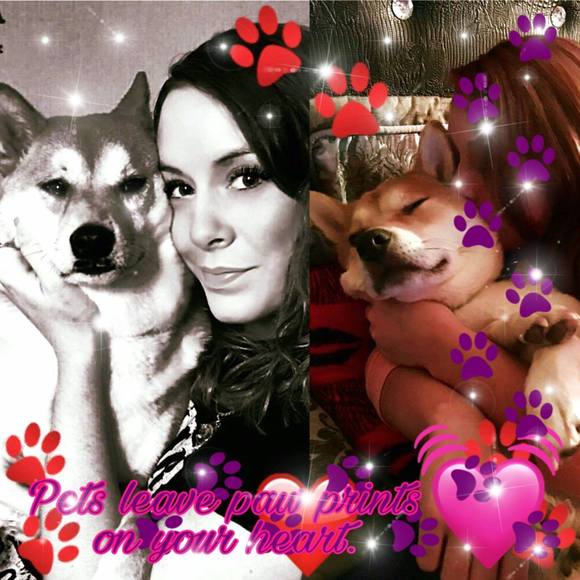 shiba_love